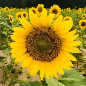 Meet your Posher, Emma grace